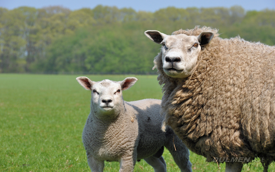 Mother sheep with lamb (Ovis aries)